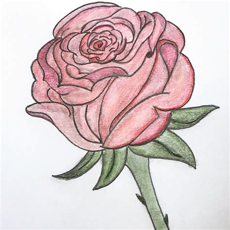 dessin de rose facile.